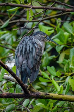 Siyah Taç Giyen Gece Balıkçıl.