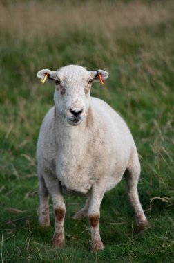 Yeşil bir çayırda duran tek bir beyaz koyun.