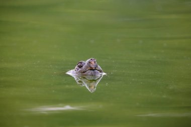 Sıradan bir kapan kaplumbağanın kafası durgun bir gölden çıkar.