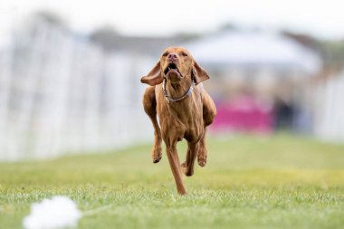 Safkan Vizsla Koşu Pisti Hızlı Köpek Sporu