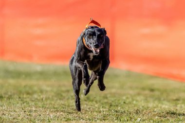 Siyah ve Beyaz Kırbaç Koşu Pistinde Koşan Hızlı Köpek Sporu