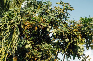Tropik Güneş Işığı, Kuta, Lombok 'ta Meyve Kümeleriyle Mango Ağacı