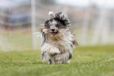 Safkan Havan Koşu Pistinde Koşan Hızlı Köpek Sporu
