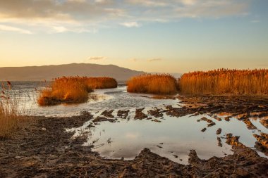 Altın sazlıklar Utah Gölü 'nün kumsalındaki çamurlu kıyı şeridine yansıyor
