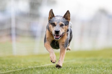 Avustralya Sığır Köpek Heeler Koşu Pistinde Koşan Hızlı Köpek Sporu