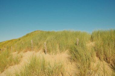 Kum tepeciği kıyı şeridini ahşap direklerle koruyor.