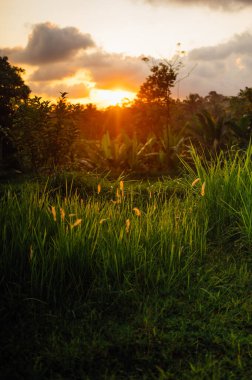 Tetebatu, Lombok 'ta Sunset Light on Grass
