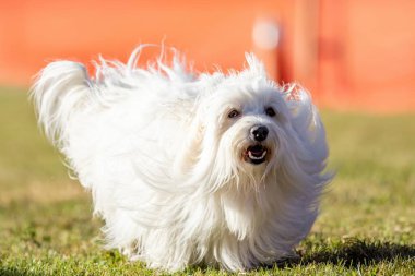 Coton de Tulear Koşu Pisti Hızlı Koşu Köpek Sporu