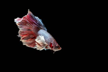 Siyah arkaplanda Betta balığının portresi