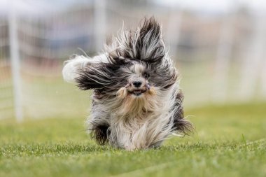 Safkan Havan Koşu Pistinde Koşan Hızlı Köpek Sporu