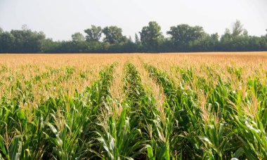 Mısır tarlası. Güneşli sabahlarda mısır tarlası