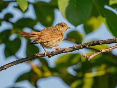 Genç ve sıradan bir Nightingale Şube 'ye tünemiş