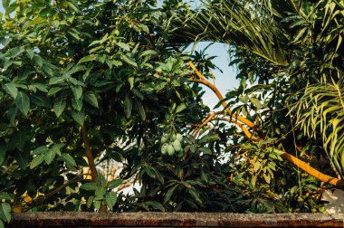Kuta Lombok 'taki tropik bahçede ağaçta yetişen yeşil mangolar.