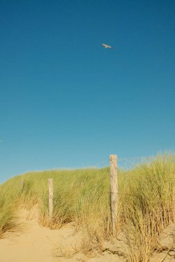 Güneşli bir günde kum tepeleri ve kumsal çimlerinin üzerinde uçan martılar.