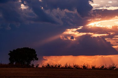 Batan güneşin Ray 'i Carrizosa' da bir meşe ağacının üzerine düşüyor.