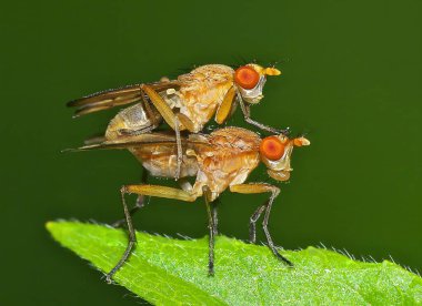 Yaprağın Üzerinde İki Sineğin Çiftleşmesinin Makro Fotoğrafı