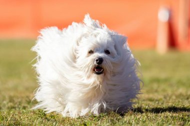 Coton de Tulear Koşu Pisti Hızlı Koşu Köpek Sporu