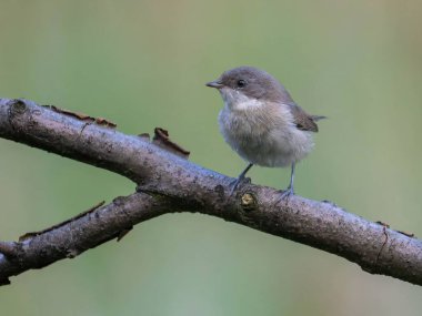 Dalına tünemiş sevimli küçük bir kuş.