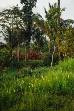 Tetebatu, Lombok 'ta yemyeşil tropik bahçe ve palmiye ağaçları