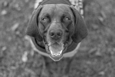 Neşeli bir ifadeyle mutlu bir köpeğin siyah ve beyaz yakın çekimi.