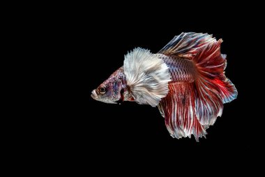 Siyah arkaplanda Betta balığının portresi