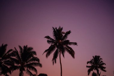 Tetebatu, Lombok 'taki Dusk' ta Hindistan cevizi palmiyeleri