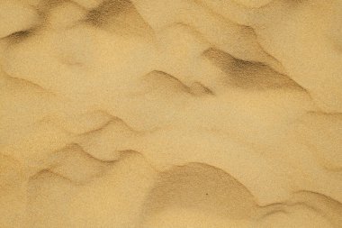 Rüzgar, altın kum tepeciklerinin arka planında doku oluşturur