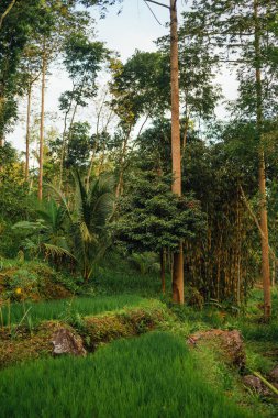 Teraslı Pirinç Tarlası Tetebatu, Lombok 'ta Ormanla çevrili