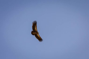 Akbaba Nepal dağlarının mavi gökyüzünde süzülüyor