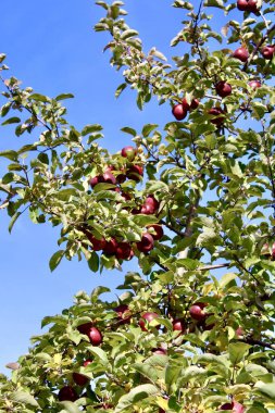 Parlak mavi gökyüzünün altında yeşil bir ağaçtan sarkan kırmızı elmalar.