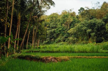 Tetebatu, Lombok 'ta Tropikal Pirinç Terasları