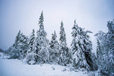 Finlandiya 'nın Iso-syote ulusal parkında karla kaplı ağaçlar