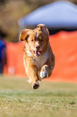 Nova Scotia Ördek Çalıyor Yem Koşu Alanı Köpek Sporu