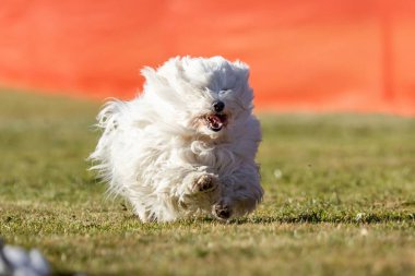 Coton de Tulear Koşu Pisti Hızlı Koşu Köpek Sporu