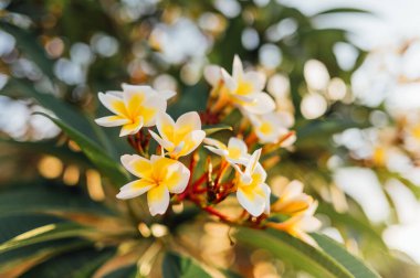 Çiçek açan güneş ışığı Frangipani, Kuta Lombok