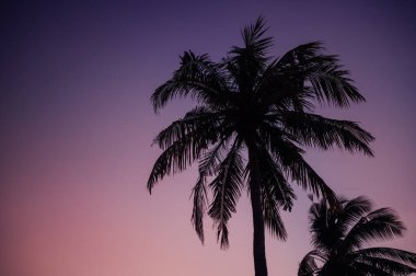 Kuta Lombok, Endonezya 'daki Dusk' ta Palmiye Ağacı Silueti