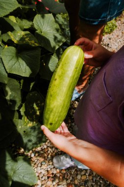 Bahçeden vişneli domates, yeşil biber ve salatalık topluyorum.