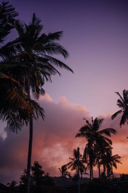 Renkli Günbatımı Gökyüzü tarafından çerçevelenmiş Tropikal Palmiye Ağaçları, Kuta Lombok