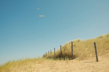 Güneşli bir günde kum tepeleri ve ahşap çitler üzerinde uçan martılar.