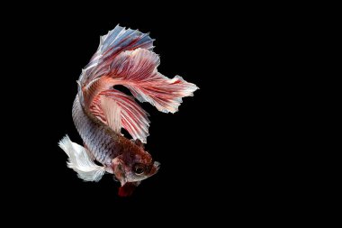 Siyah arkaplanda Betta balığının portresi