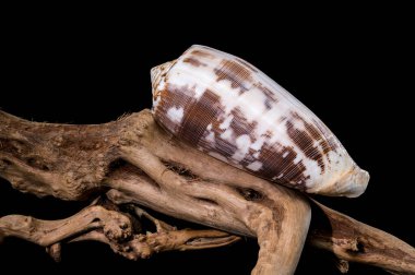 Driftwood siyah arkaplanındaki Çizgili Koni Kabuğu