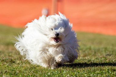 Coton de Tulear Koşu Pisti Hızlı Koşu Köpek Sporu