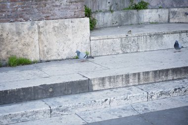 Güvercinler yıpranmış taş basamaklarda eski tuğla bir duvarın yanında