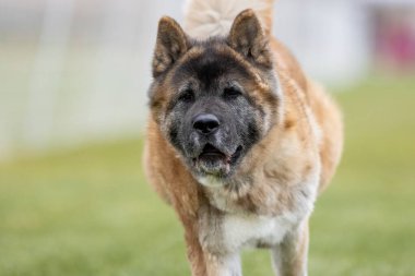 Safkan Akita Koşu Alanı Hızlı Koşu Pisti Köpek Sporu