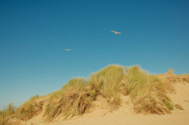 Güneşli bir günde kum tepelerinde uçan martılar.