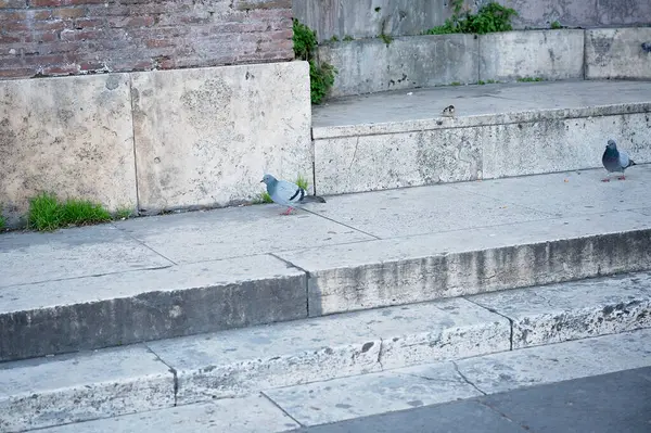 Güvercinler yıpranmış taş basamaklarda eski tuğla bir duvarın yanında