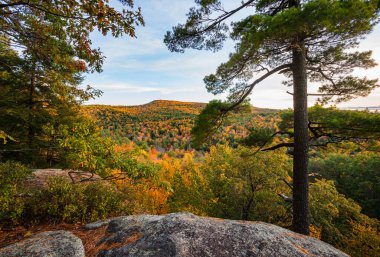 New Hampshire 'daki yamaçta sonbahar yeşilliği manzarası