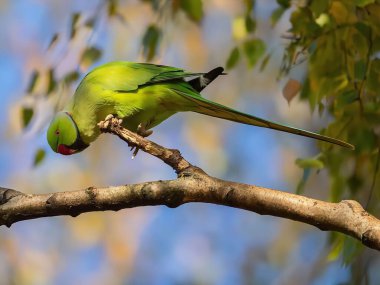 Roseringed Muhabbet Kuşu Bir Dala Tüymüş