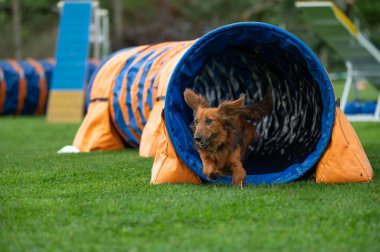 Cesur bir Dachshund çeviklik yolunda engelleri aşıyor..