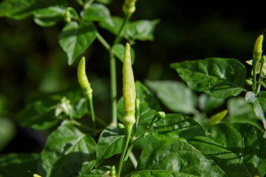 Sebze bahçesinde taze biber.